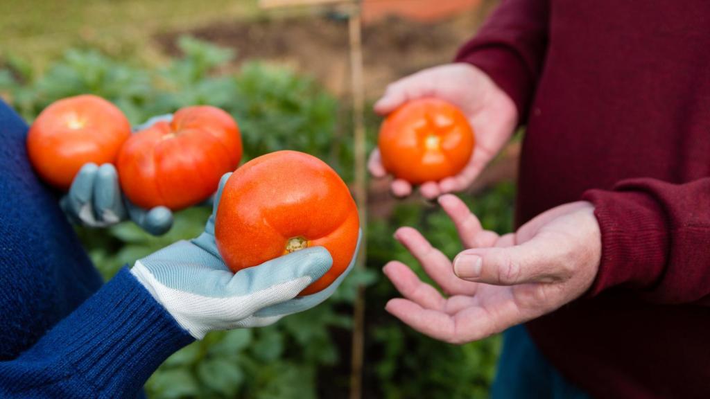 Agricultores con tomates recién cosechados