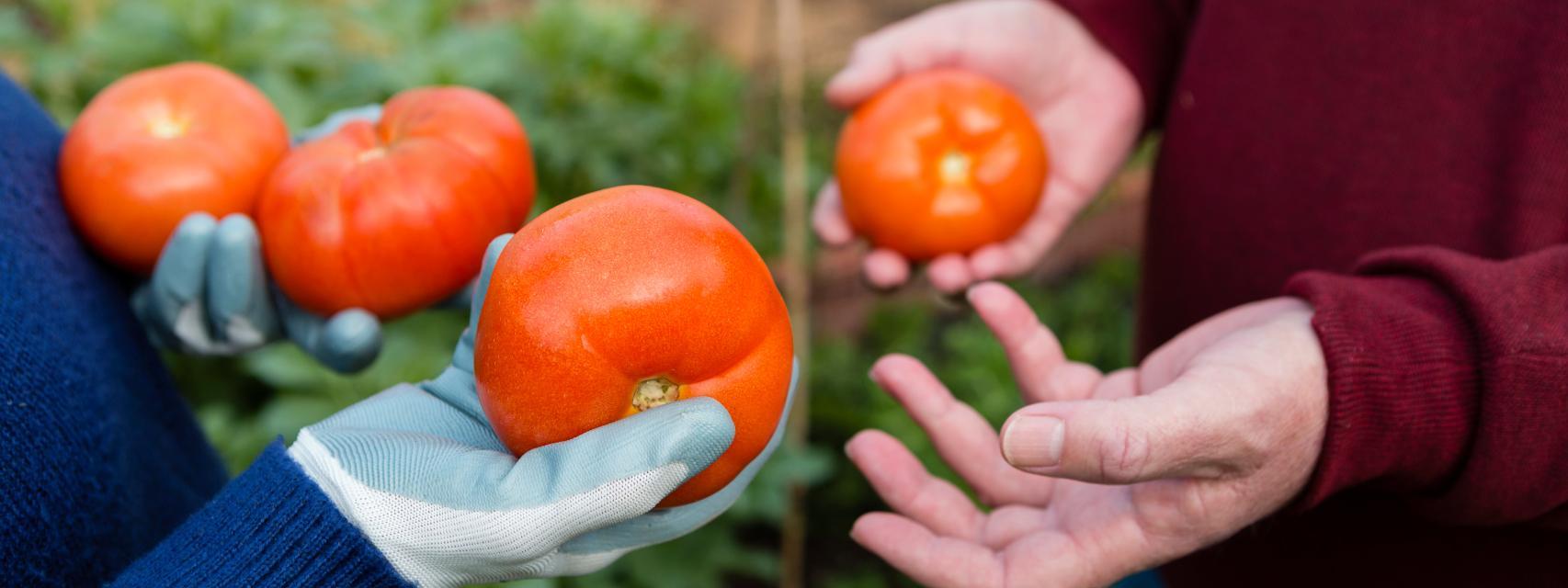 Agricultores con tomates recién cosechados
