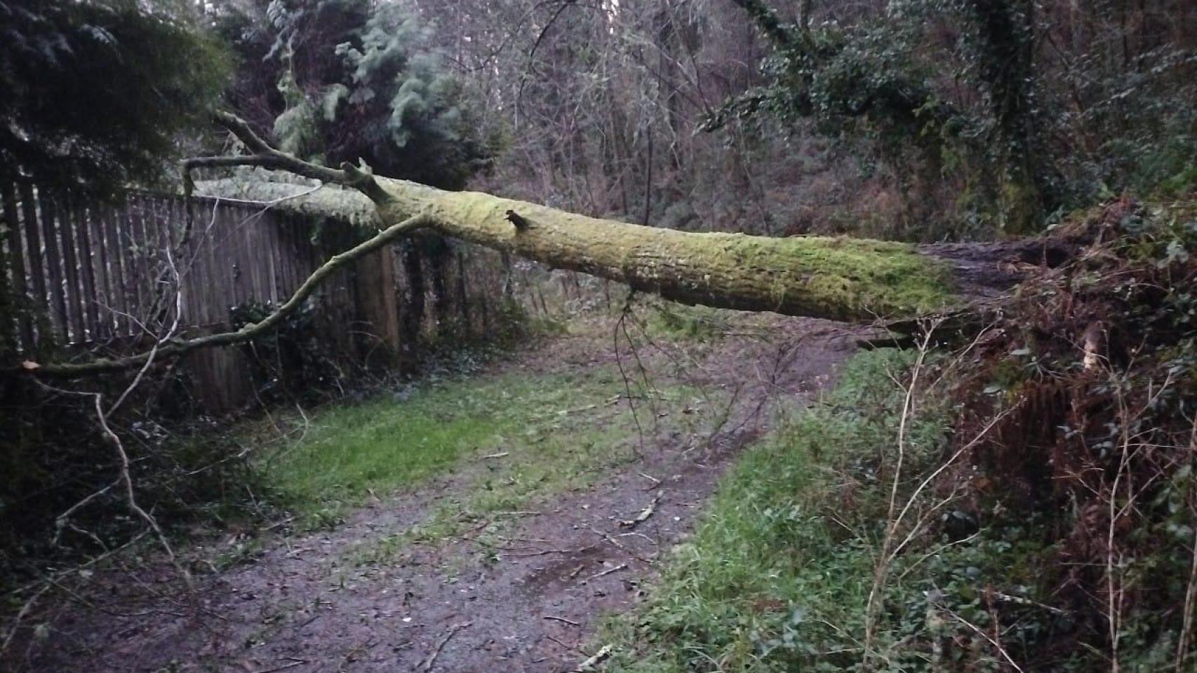 Imagen de un arbol desprendido en O Quenllo, en las inmediaciones del Polígono de Os Capelos, en Carral.