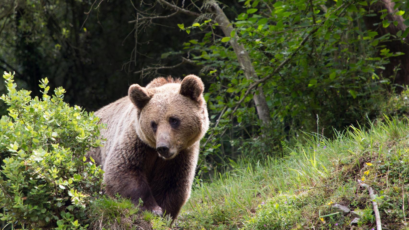 Un oso pardo en Castilla y León
