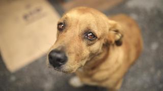 45.000 euros de multa y 3 años de cárcel: Francia ha convertido el abandono de mascota en un delito grave