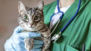 Un gato en brazos de un veterinario.