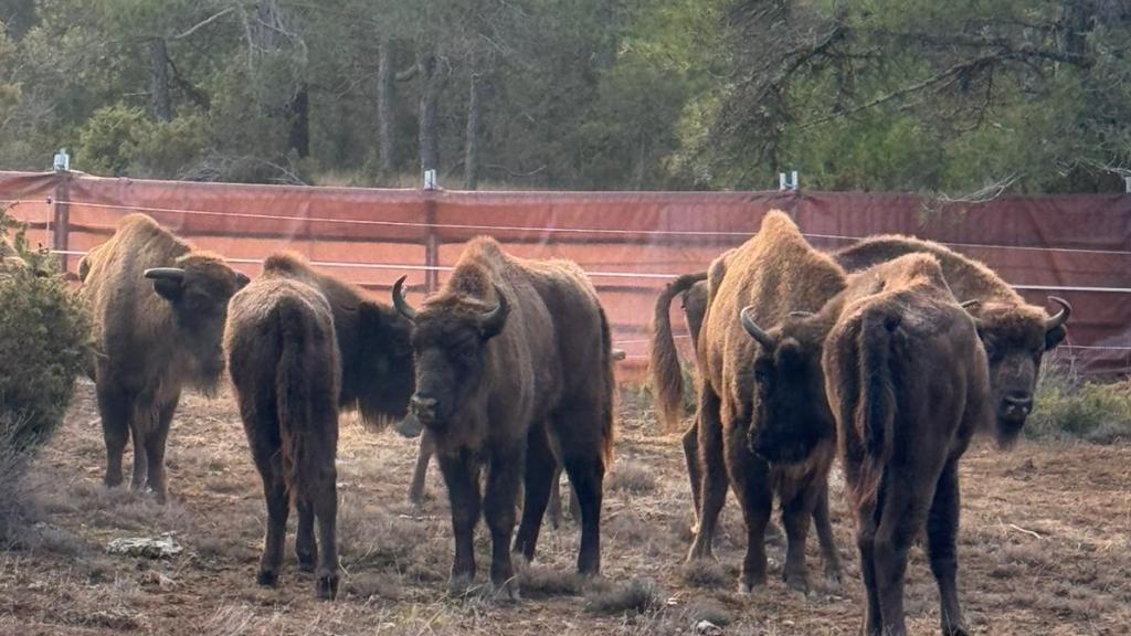 Los nueve ejemplares de bisonte europeo en El Recuenco (Guadalajara).
