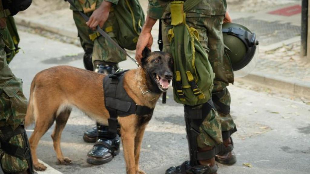 Un perro de la guardia civil.