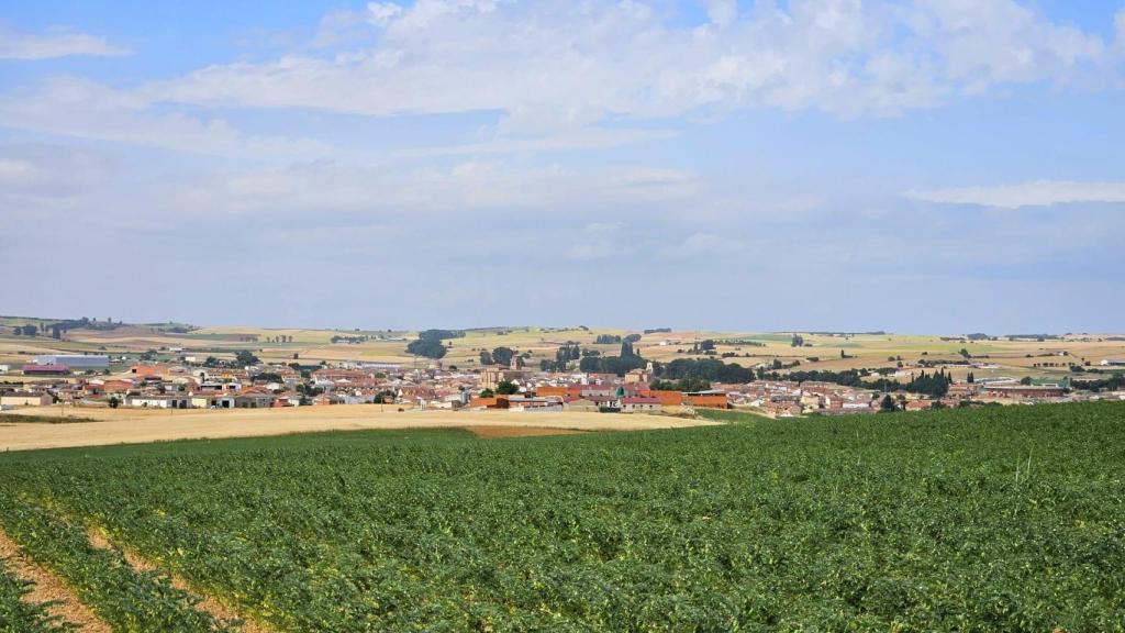 Plantación de garbanzos de Loprán en Fuentesaúco