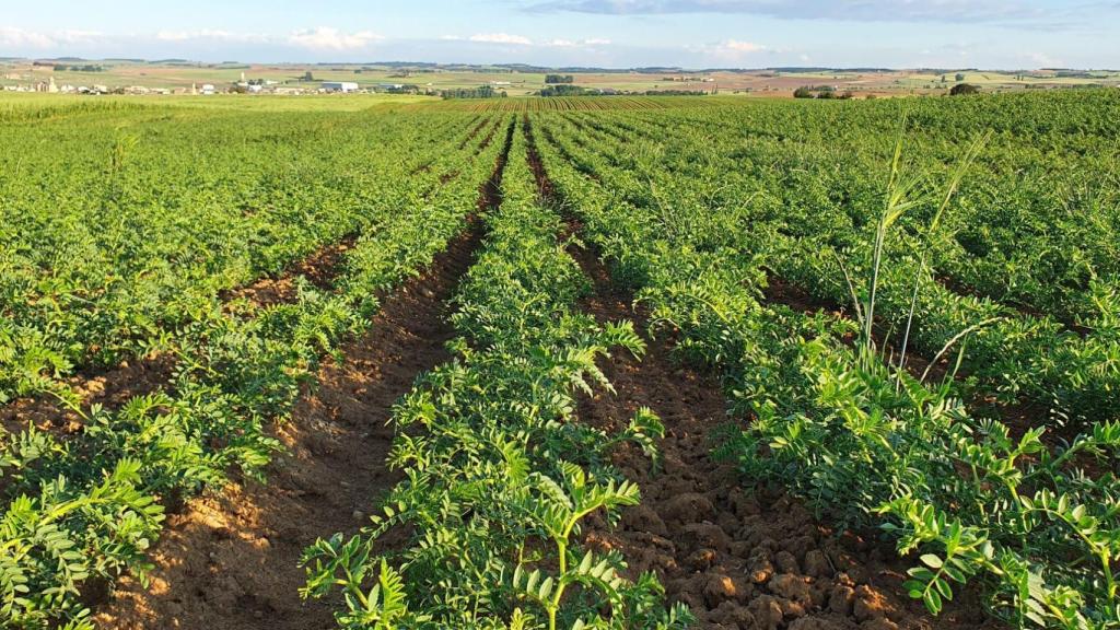 Plantación de garbanzos de Loprán en Fuentesaúco