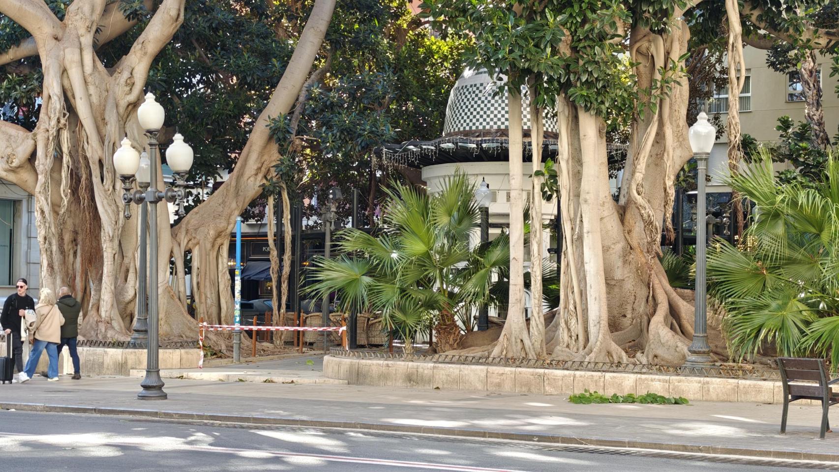 Una de las áreas con grandes árboles de Alicante, cerrada al público por el viento este jueves.