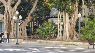 Una de las áreas con grandes árboles de Alicante, cerrada al público por el viento este jueves.