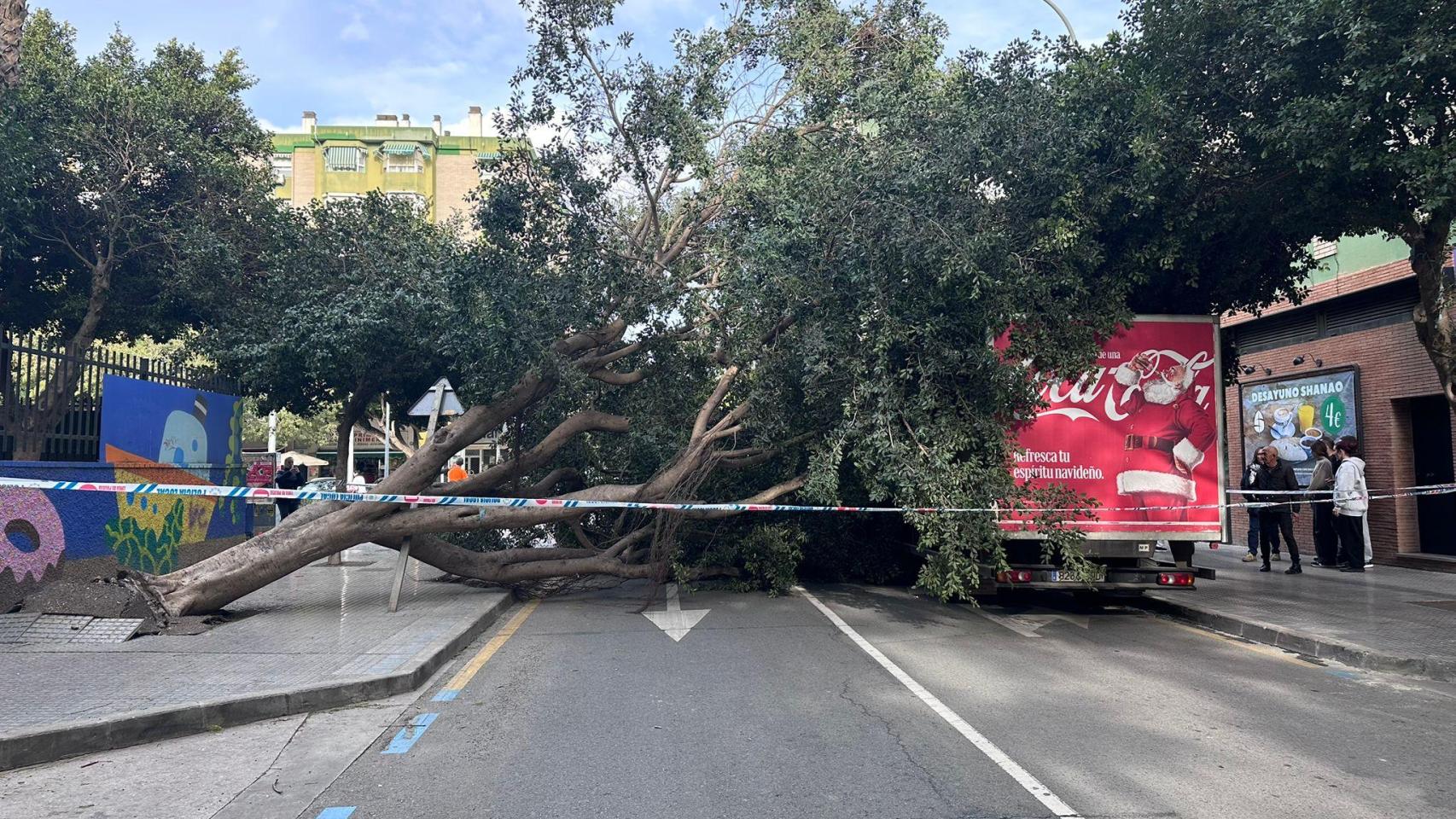 El árbol caído en el barrio de Huelin.