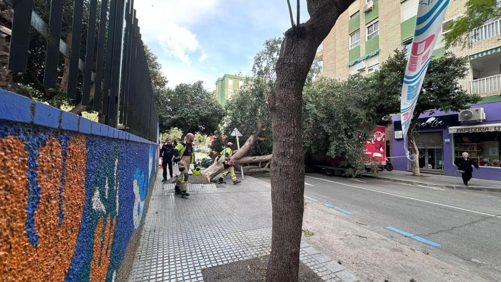 Efectivos de bomberos acuden al lugar donde se ha desprendido un árbol en el barrio de Huelin.