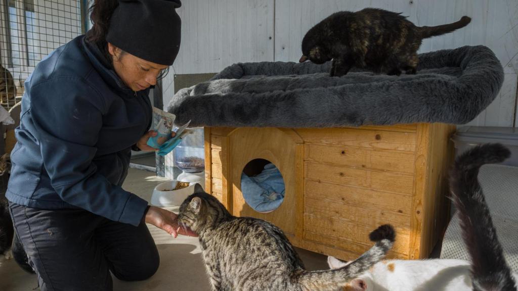 Una voluntaria con los gatos del refugio Salvando Peludos.