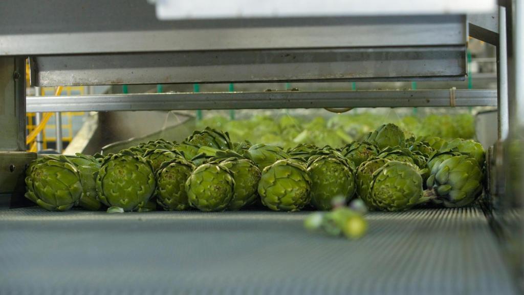 Las alcachofas de Sat Olé en san Bartolomé.