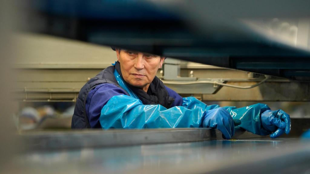 Las alcachofas son tratadas con cuidado gracias a decenas de trabajadores, la mayoría mujeres.