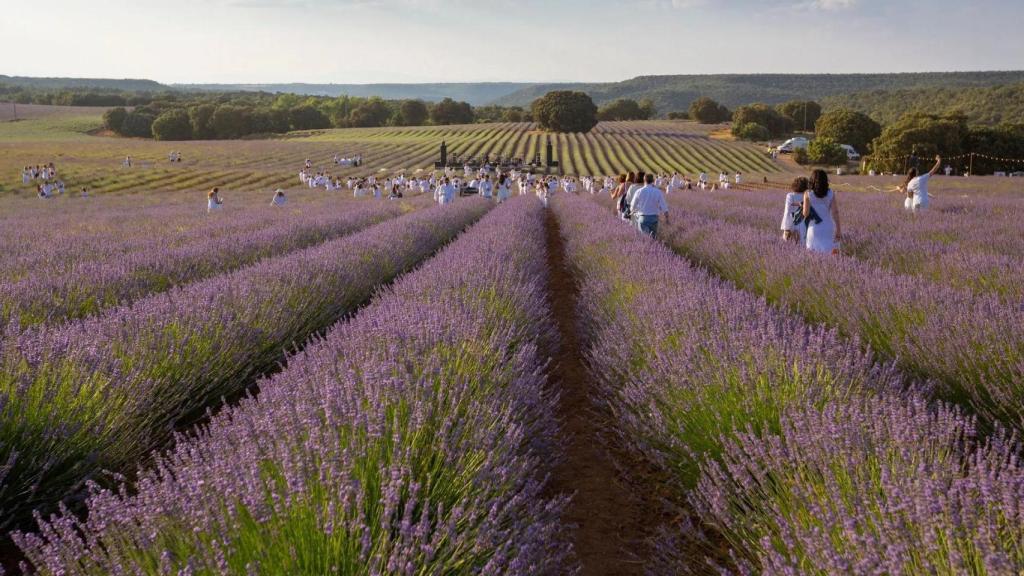 Festival de la Lavanda en Brihuega.