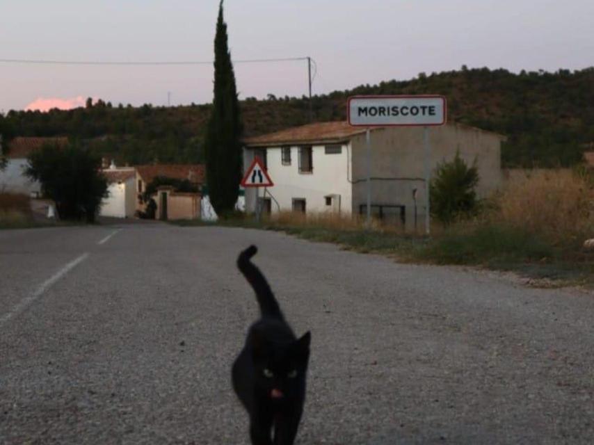 Un gato en la entrada principal de Moriscote.