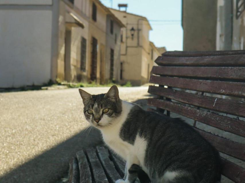 Un gato en Moriscote.