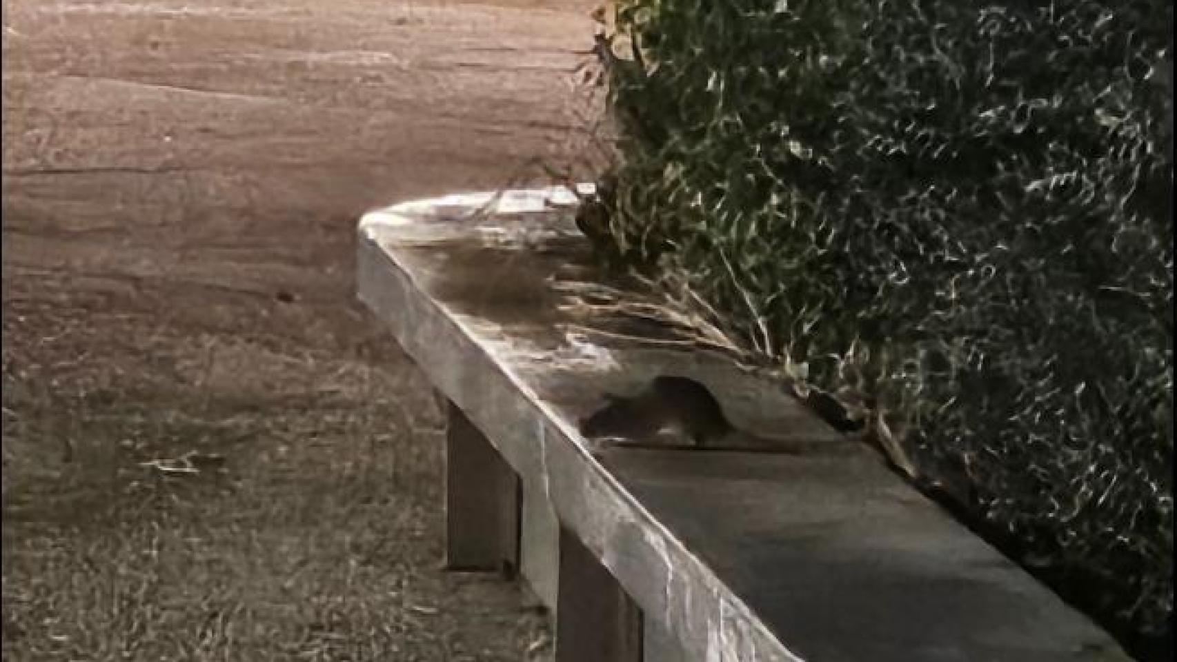 Imágenes de una vecina que vio una rata el pasado 14 de enero en la plaza Salamero.