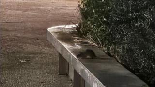 Imágenes de una vecina que vio una rata el pasado 14 de enero en la plaza Salamero.