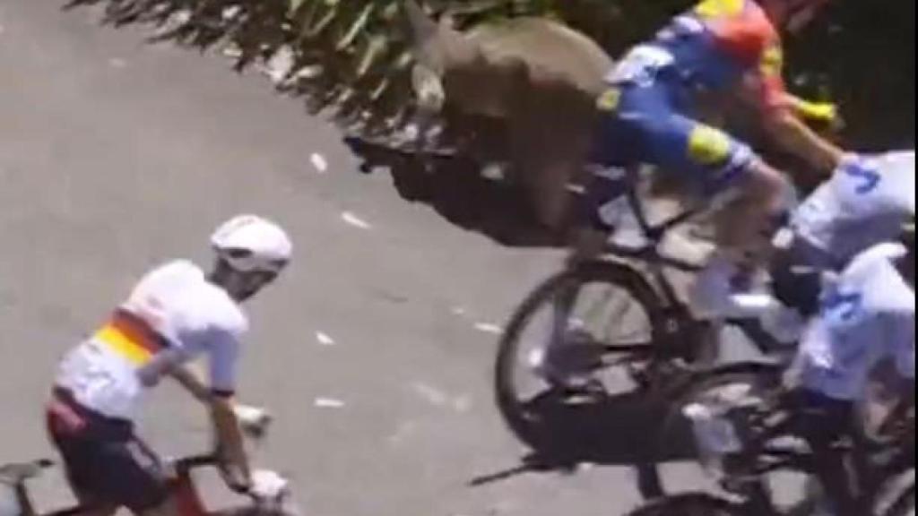El canguro, junto a los ciclistas en el Tour Down Under.