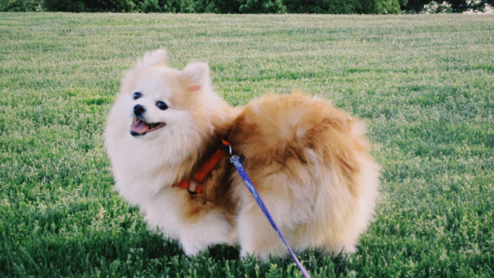 Chloe, la perrita de María.