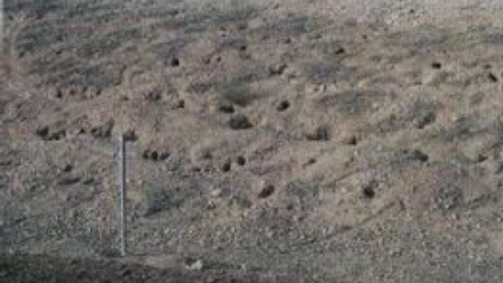 Un terraplén lleno de madrigueras.