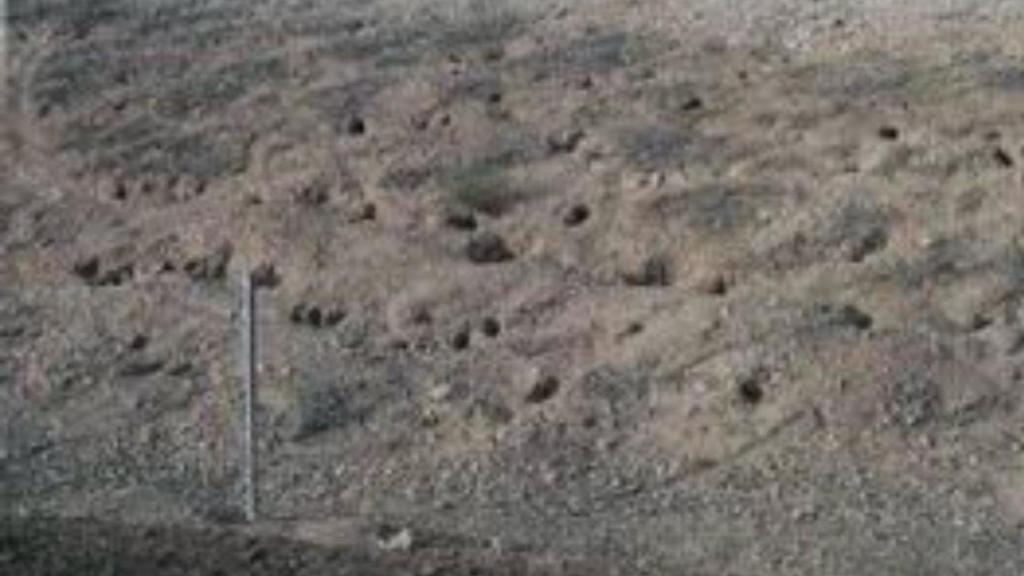 Un terraplén lleno de madrigueras.