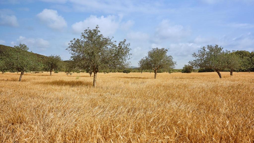 Imagen de archivo de un campo de trigo y algarrobos en España.