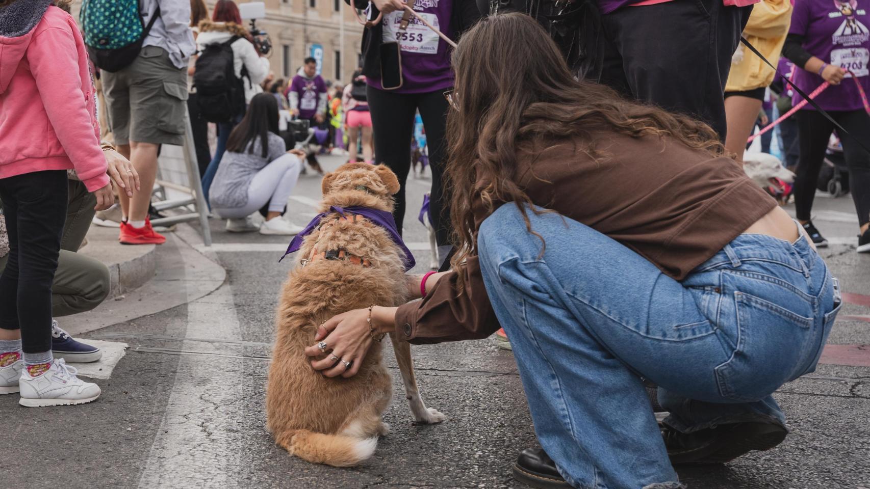 Una carrera de perros en Madrid.