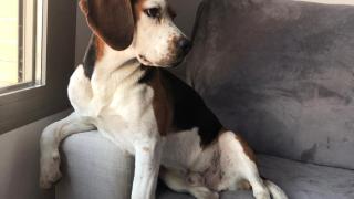 Un perro sentado en un sofá.