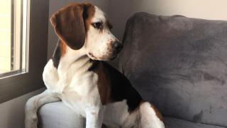 Un perro sentado en un sofá.