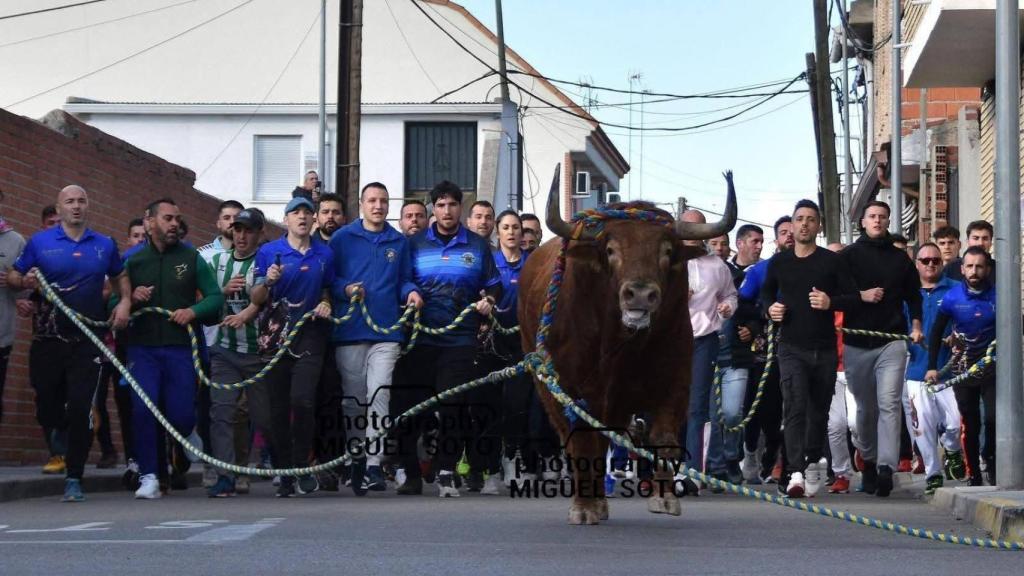 Toro Enmaromado de Yuncos (Toledo).