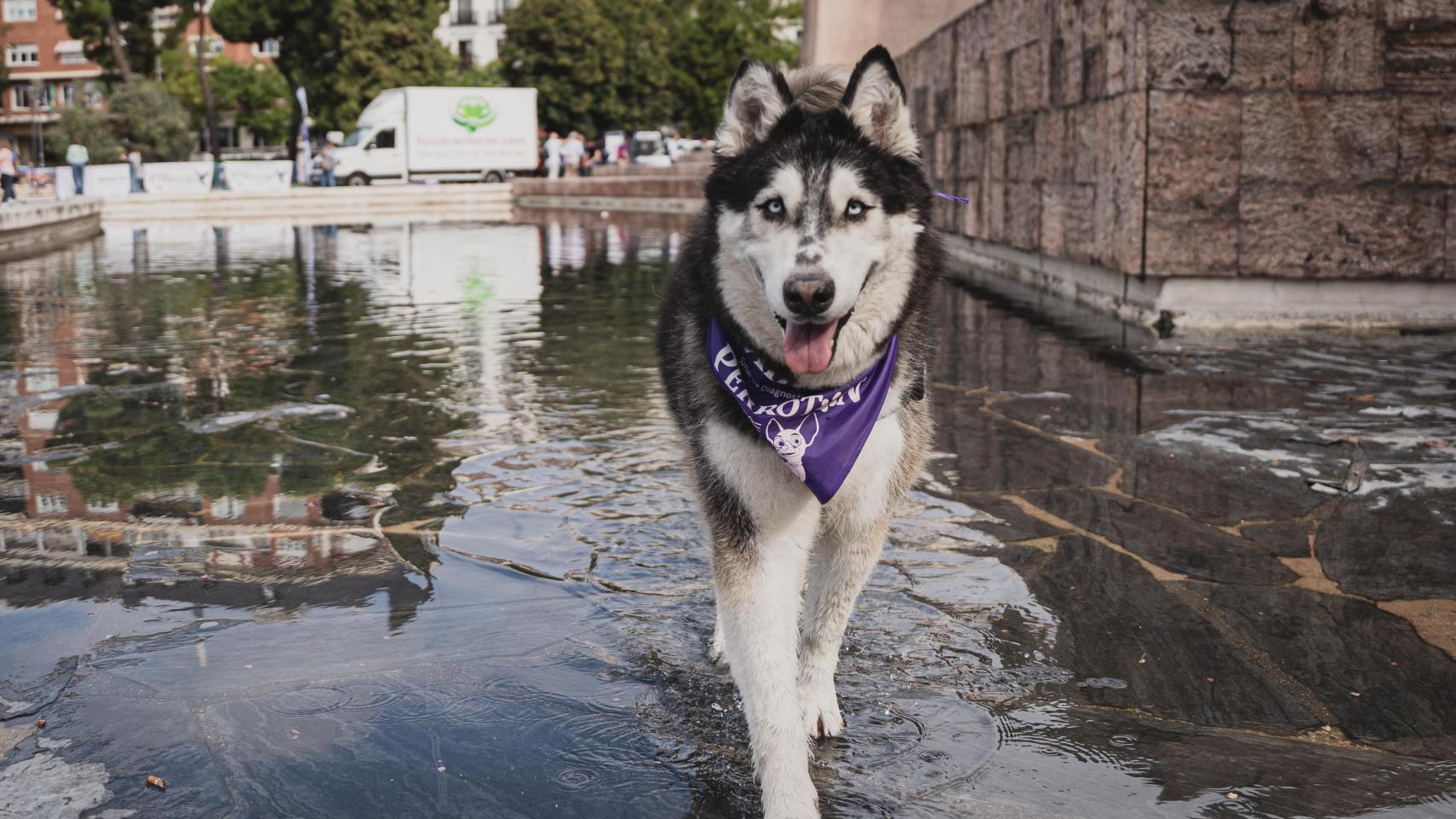Un husky en una fuente de Madrid.