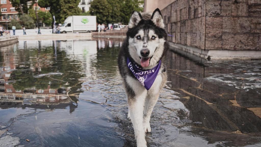 Un husky en una fuente de Madrid.