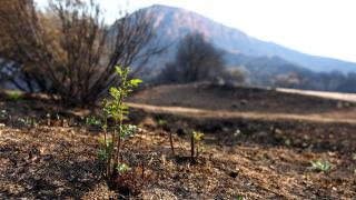 Los efectos del incendio de Yeres en Las Médulas, en agosto de 2025