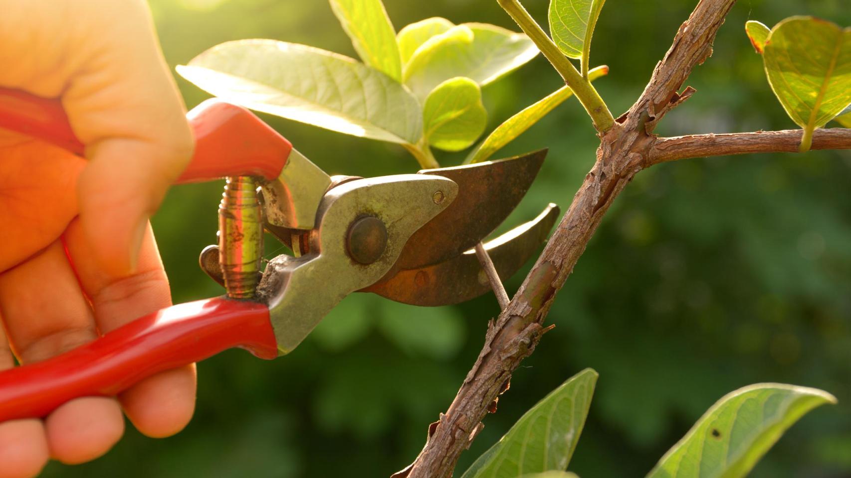 Una persona podando un árbol frutal.
