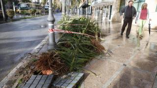 Una imagen de la palmera caída.