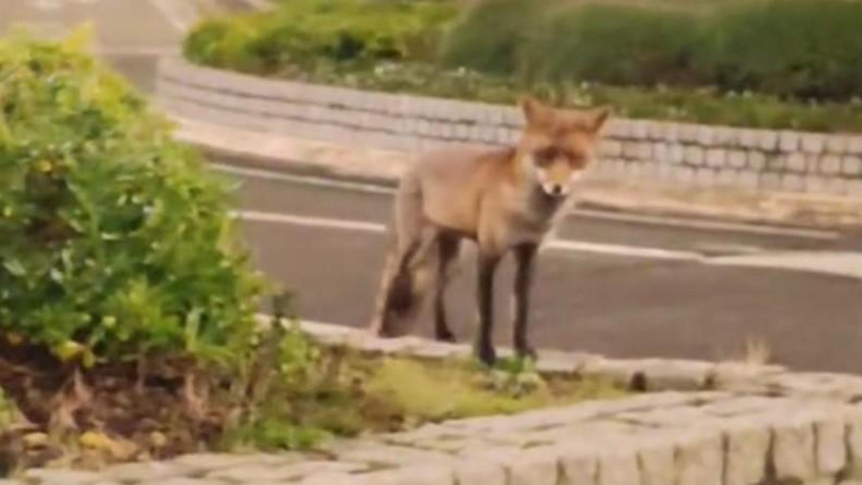 El zorro, contemplando el tráfico.