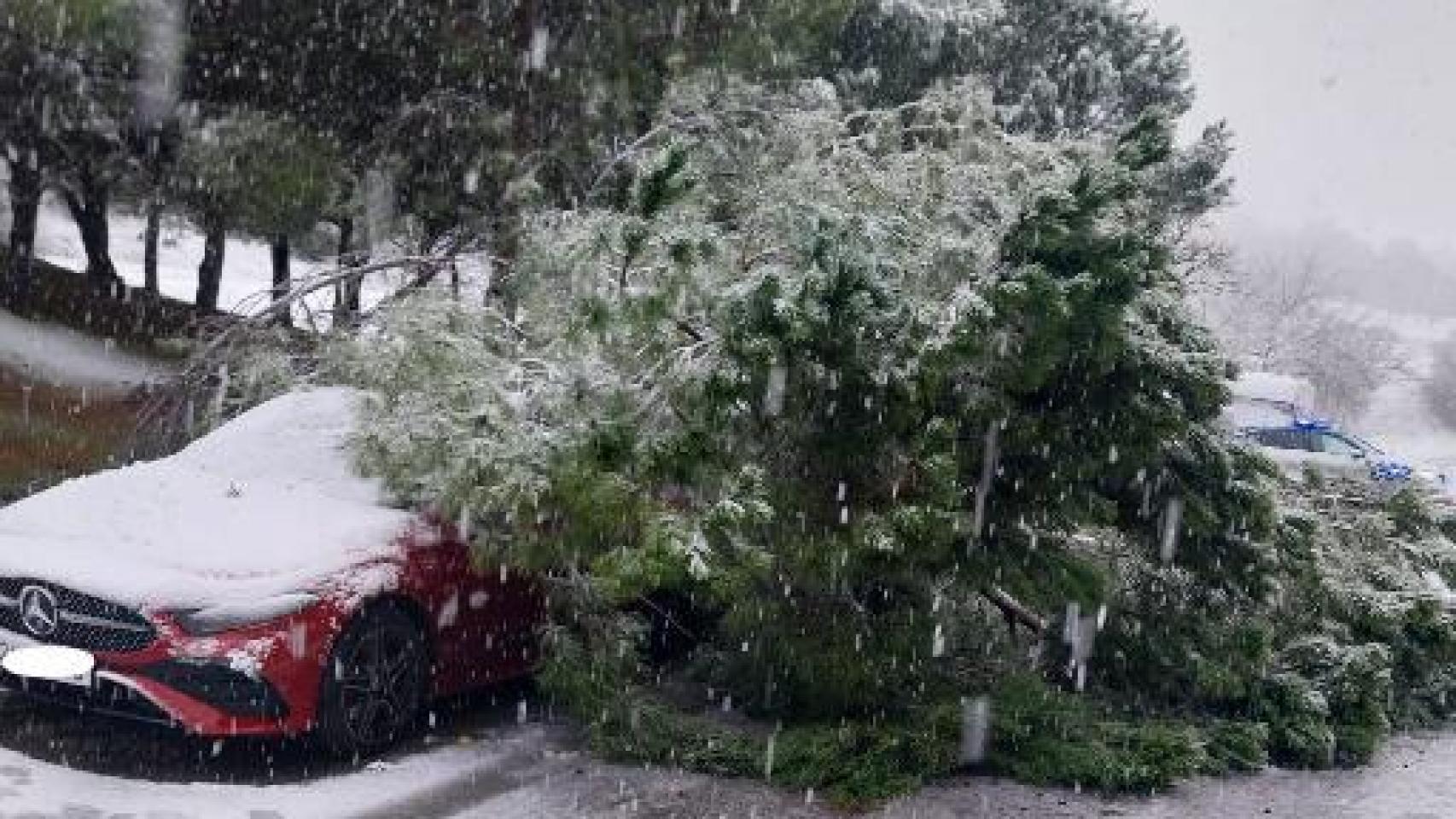 Un árbol cae sobre un coche en Parquesol en plena alerta por viento y nieve