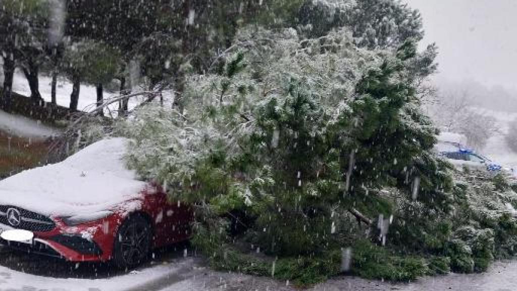 Un árbol cae sobre un coche en Parquesol en plena alerta por viento y nieve