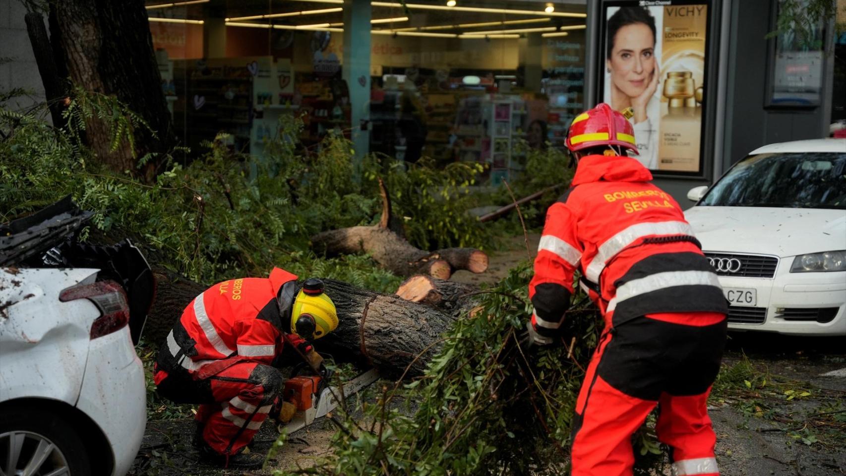 Bomberos de Sevilla trabajan en la retirada de un árbol de grandes dimensiones caído en la calle Esperanza de Triana.