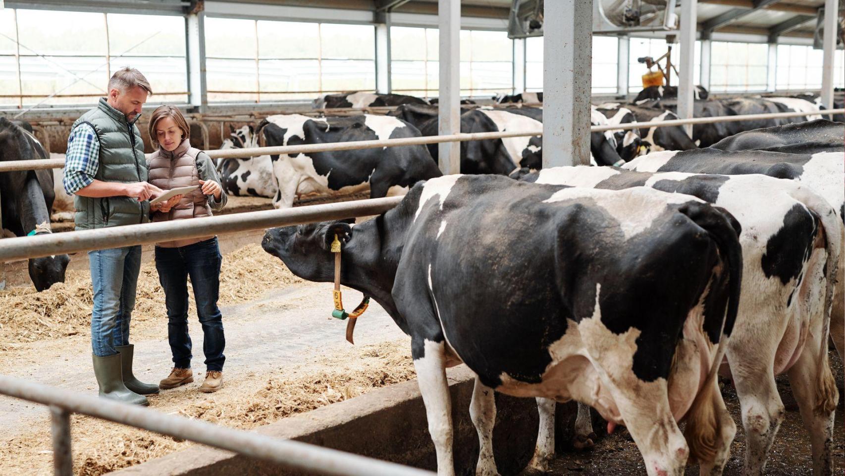 La enfermedad bovina respiratoria afecta a la totalidad de las granjas y produce una mortalidad de la población de entre el 3 y el 10 por ciento.