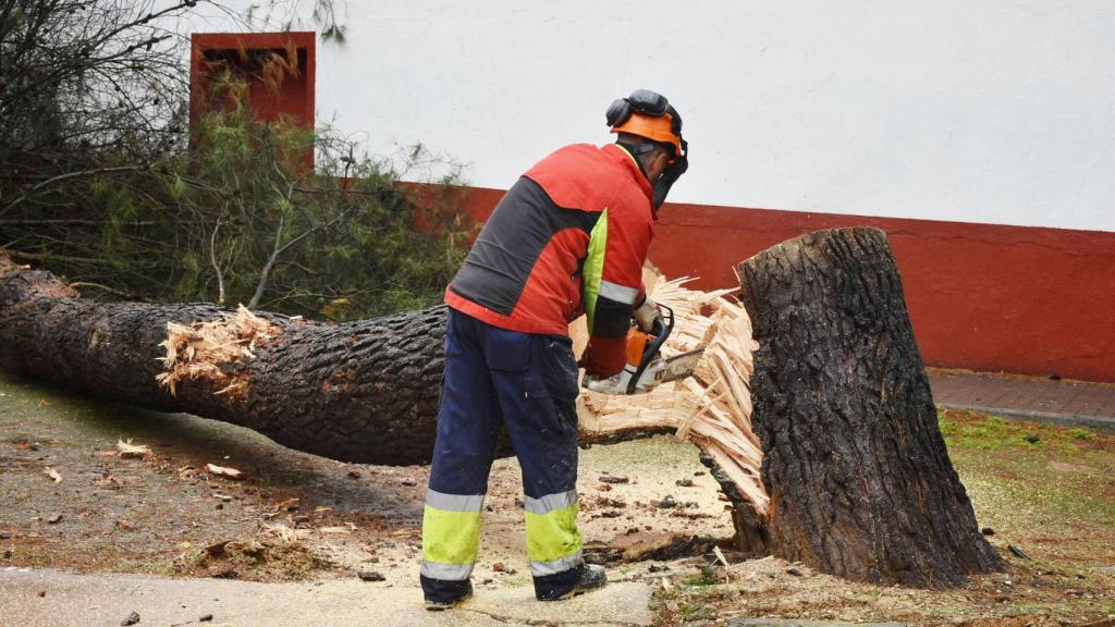 Un operario cortando un de los árboles caídos.