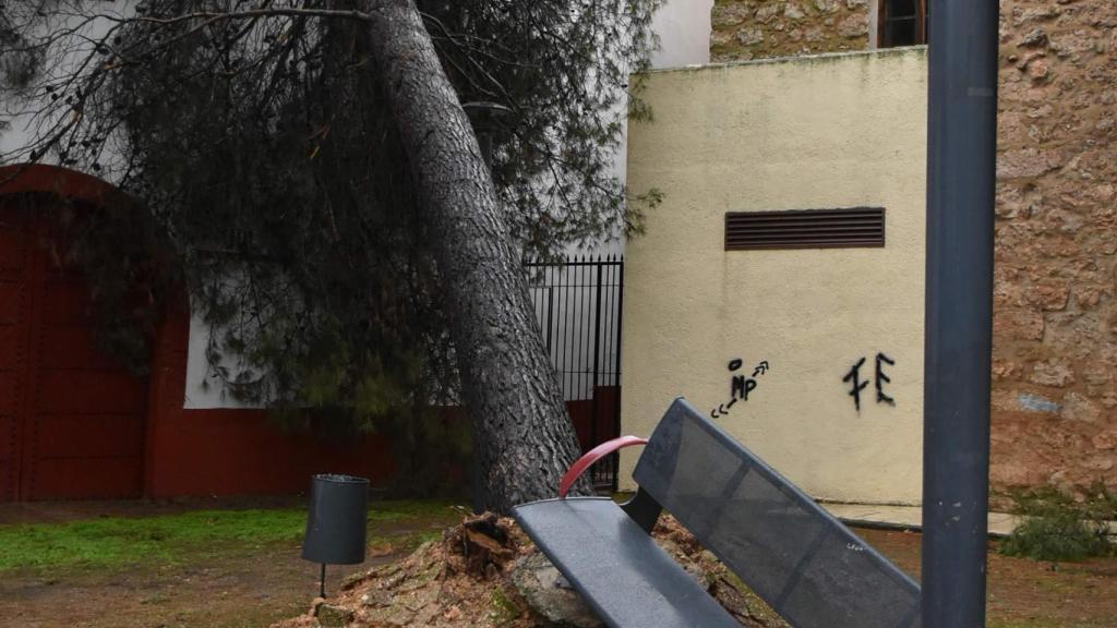 Árbol caído en Daimiel por el viento.