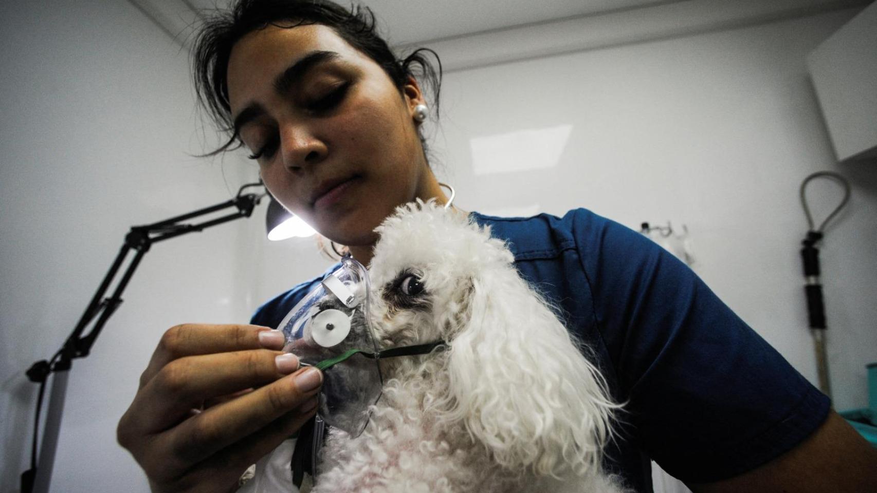 Foto de archivo de una consulta veterinaria.