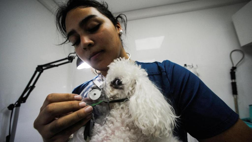 Foto de archivo de una consulta veterinaria.