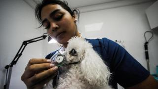 De la Gripe D al coronavirus canino: los nuevo virus con potencial epidémico que los científicos piden vigilar