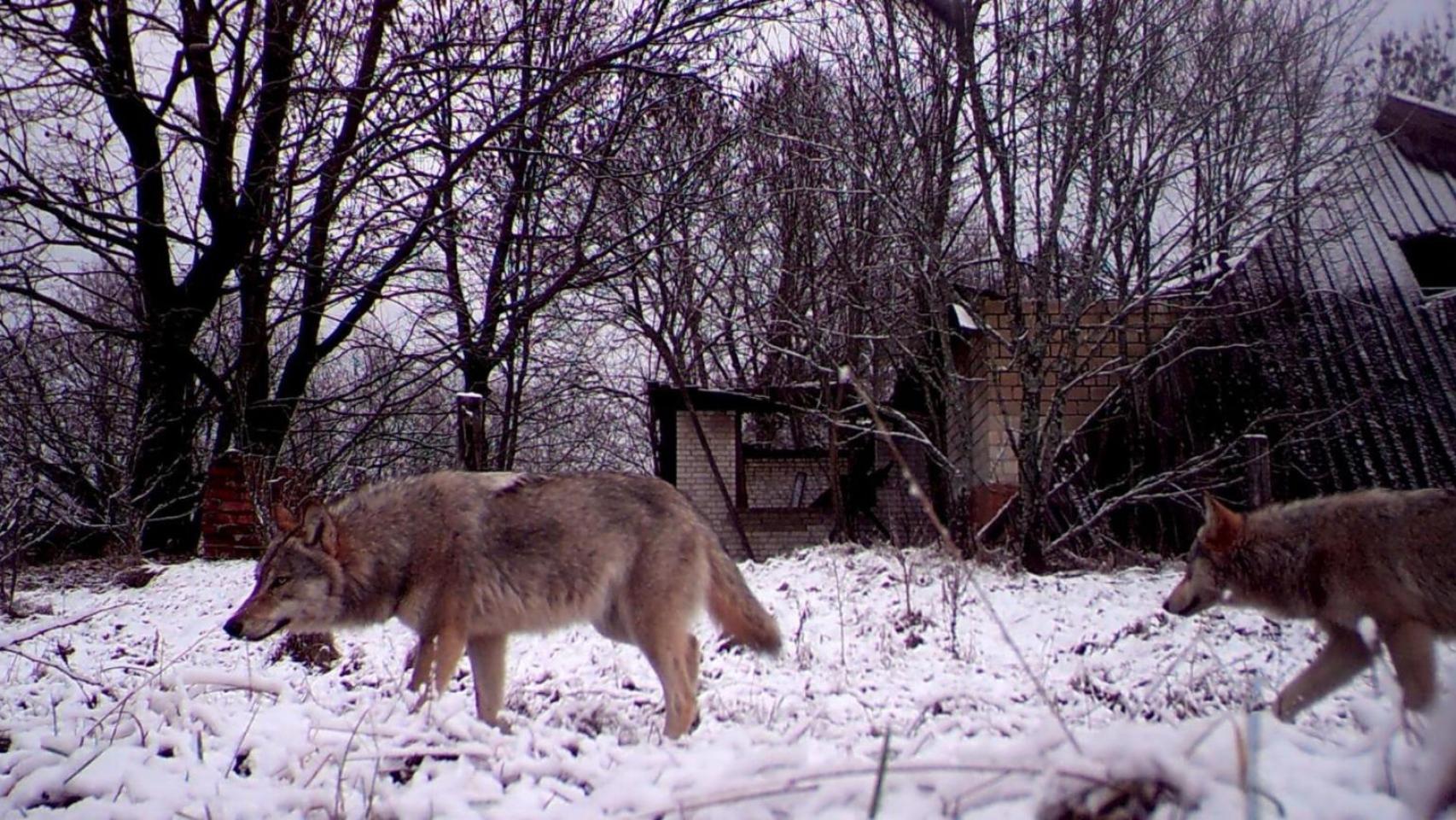 Lobos caminando en la zona de exclusión de Chernóbil.