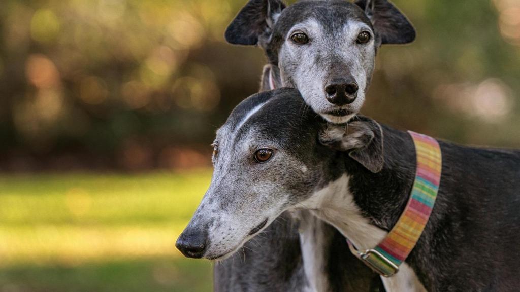 Dos galgos.