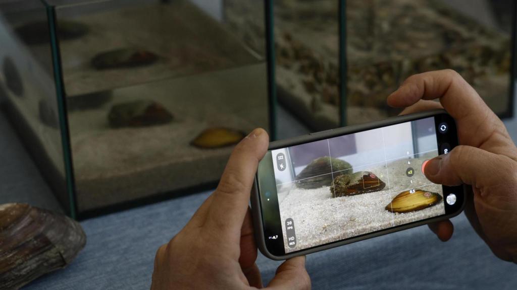 Una persona toma una imagen de unos petxinots durante la presentación de una alianza entre la Fundación Oceanogràfic y la Fundación Aguas de Valencia. EFE/Kai Försterling