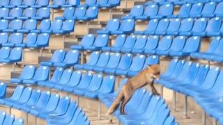 Dos zorros en el estadio de Riazor